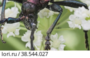 Жук Усач мускусный (Aromia Moschata) ест пыльцу на белом цветке. Вид сверху. Макросъемка. Стоковое видео, видеограф Mixail59 / Фотобанк Лори