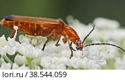 Жук Мягкотелка рыжая (Rhagonycha fulva) ест пыльцу на белом цветке. Макросъемка. Стоковое видео, видеограф Mixail59 / Фотобанк Лори
