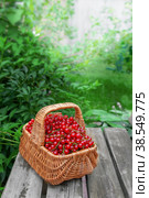 basket of ripe juicy red currants on the background of green leaves of the garden. The red currant berries were collected in a basket and left on the bench. Стоковое фото, фотограф Оксана Медведева / Фотобанк Лори