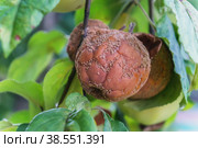 rotten apple is hanging on a tree. apple affected by scab spores. Fungal diseases of fruit trees in the garden. Scab affects the leaves and fruits of fruit trees. Стоковое фото, фотограф Оксана Медведева / Фотобанк Лори