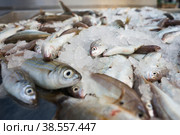 Италия. Катанья. Торговля морепродуктами на рыбном рынке. Italy. Catania. Trade of seafood at the fish market. Стоковое фото, фотограф Алексей Смышляев / Фотобанк Лори