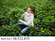 Young female gardener working with plant of felicia amelloides. Стоковое фото, фотограф Яков Филимонов / Фотобанк Лори