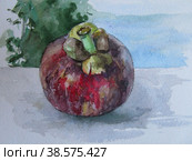 Mangosteen from Thailand, watercolor painting. Стоковая иллюстрация, иллюстратор Aleksandra Serova / Фотобанк Лори