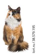Tricolor young cat on a white background isolate. Стоковое фото, фотограф Oleg Shakirov / Фотобанк Лори