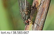 Муха Muscidae сидит на сухом стебле растения и чистит задние лапы. Макросъемка. Стоковое видео, видеограф Mixail59 / Фотобанк Лори