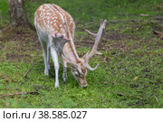 Россия. Москва, Зеленоград. Лань (олень). Дом лани. Russia. Moscow, Zelenograd. Deer (deer) in a private zoo. (2019 год). Стоковое фото, фотограф Алексей Смышляев / Фотобанк Лори