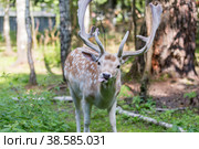 Россия. Москва, Зеленоград. Лань (олень). Дом лани. Russia. Moscow, Zelenograd. Deer (deer) in a private zoo. (2019 год). Стоковое фото, фотограф Алексей Смышляев / Фотобанк Лори