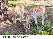 Россия. Москва, Зеленоград. Лань (олень). Дом лани. Russia. Moscow, Zelenograd. Deer (deer) in a private zoo. (2019 год). Стоковое фото, фотограф Алексей Смышляев / Фотобанк Лори