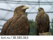 Россия. Санкт-Петербург. Птицы в зоопарке. Орлан-белохвост. Russia. Saint-Petersburg. Birds in the zoo. The white-tailed eagle. (2007 год). Стоковое фото, фотограф Алексей Смышляев / Фотобанк Лори
