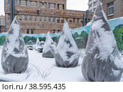 Деревья, укрытые на зиму от мороза. Санкт-Петербург (2019 год). Редакционное фото, фотограф Александр Щепин / Фотобанк Лори
