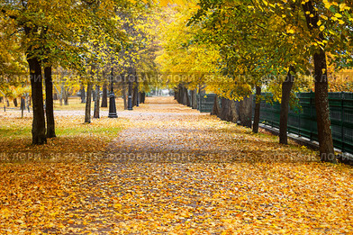 Beautiful autumn alley in the park with colorful trees. Autumn is a natural background. Стоковое фото, фотограф Светлана Качанова / Фотобанк Лори