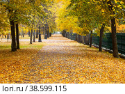 Beautiful autumn alley in the park with colorful trees. Autumn is a natural background. Стоковое фото, фотограф Светлана Качанова / Фотобанк Лори