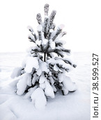 A pine tree under the snow with a part of the snow zone. Isolated. Стоковое фото, фотограф Светлана Качанова / Фотобанк Лори