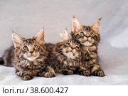 Mainecoon family three kittens lie on light fluffy blanket. Стоковое фото, фотограф Мария Мороз / Фотобанк Лори