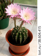 Цветущий кактус эхинопсис (лат. Echinopsis) Стоковое фото, фотограф Фотиния Куимова / Фотобанк Лори