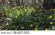 Желтые цветы Чистяк весенний (Lesser Celandine) среди кустов и деревьев в весеннем лесу. Стоковое видео, видеограф Mixail59 / Фотобанк Лори