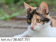 Кошачий портрет трёхцветной кошки с выразительным взглядом. Стоковое фото, фотограф Сергей Сущик / Фотобанк Лори