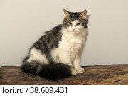 Norwegian forest cat on a tree. Стоковое фото, фотограф Анна Кривицкая / Фотобанк Лори