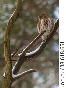 Воробьиный сыч (Glaucidium passerinum) Стоковое фото, фотограф Вячеслав Орос / Фотобанк Лори