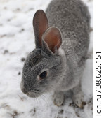 Кролик домашний (Oryctolagus cuniculus domesticus) Стоковое фото, фотограф EgleKa / Фотобанк Лори