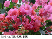Цветущая бугенвиллия гибридная (Bougainvillea hybrid) Стоковое фото, фотограф EgleKa / Фотобанк Лори