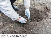Садовод делает руками ямку в земле для посадки семян овощей. Сезонные работы в саду. Стоковое фото, фотограф Александр Бушков / Фотобанк Лори