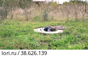 A male plumber in overalls descends into an open water well. Inspection of water meter readings. Стоковое видео, видеограф Коханова Наталья / Фотобанк Лори