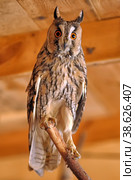 Screech Owl in Cage. Стоковое фото, фотограф Анна Кривицкая / Фотобанк Лори