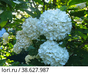 Декоративная калина бульденеж (Viburnum Boule-de-neige / Калина розовая, Снежный шар) цветет в саду. Стоковое фото, фотограф Ольга Перфилова / Фотобанк Лори