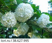 Декоративная калина бульденеж (Viburnum Boule-de-neige / Калина розовая, Снежный шар) цветет в саду. Стоковое фото, фотограф Ольга Перфилова / Фотобанк Лори