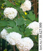 Декоративная калина бульденеж (Viburnum Boule-de-neige / Калина розовая, Снежный шар) цветет в саду. Стоковое фото, фотограф Ольга Перфилова / Фотобанк Лори