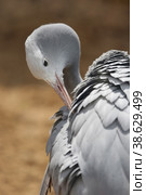 Blue crane on a sunny day at the zoo. Стоковое фото, фотограф Ирина Вершинская / Фотобанк Лори