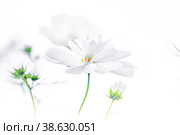 Decorative White Garden Flower Cosmos, Cosmos Bipinnatus, Cosmea Bipinnata, Bidens Formosa Mexican Aster. close up. Стоковое фото, фотограф Оксана Медведева / Фотобанк Лори