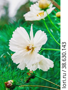 Decorative White Garden Flower Cosmos, Cosmos Bipinnatus, Cosmea Bipinnata, Bidens Formosa Mexican Aster. close up. Стоковое фото, фотограф Оксана Медведева / Фотобанк Лори