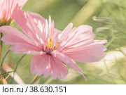 Decorative Pink Garden Flower Cosmos, Cosmos Bipinnatus, Cosmea Bipinnata, Bidens Formosa. Mexican Aster. close up. Стоковое фото, фотограф Оксана Медведева / Фотобанк Лори