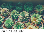 succulent plants Sempervivum tectorum or Echeveria elegans in individual plastic pots are prepared for sale. Selective focus. Стоковое фото, фотограф Оксана Медведева / Фотобанк Лори