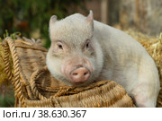 a white mini pig sits in a wicker basket. Autumn photo. Стоковое фото, фотограф Ольга Сейфутдинова / Фотобанк Лори