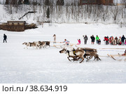 Гонка на  оленьих упряжках (2022 год). Редакционное фото, фотограф Людмила Заботина / Фотобанк Лори