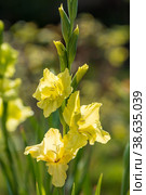 Gladiolus, sword-Lily, purple and yellow gladiolus bloom in the garden. Close-up of gladiolus flowers. Bright gladiolus flowers in summer. Large flowers and buds on a green background. Стоковое фото, фотограф Photojuli / Фотобанк Лори