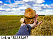 Грибы в руке на фоне стога сена. Стоковое фото, фотограф Екатерина Кузьмичева / Фотобанк Лори