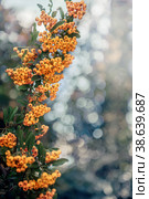 Berries of the yellow Asian blackthorn evergreen shrub Pyracantha rogersiana orange plant variety on a bokeh background. Стоковое фото, фотограф Оксана Медведева / Фотобанк Лори