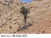 Ranikot Fort, Great Wall of Sindh, vinatge ruins in Pakistan (2021 год). Стоковое фото, фотограф Сергей Стрелков / Фотобанк Лори