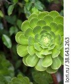 Aeonium arboreum. Natural isolated background with botanical garden. Стоковое фото, фотограф Елена  Попкова / Фотобанк Лори