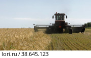 Поволжье, страда. Комбайн убирает пшеницу. Volga region, harvest season. Combine harvest wheat. Стоковое видео, видеограф Евгений Романов / Фотобанк Лори