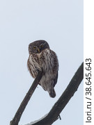 Воробьиный сыч (Glaucidium passerinum) Стоковое фото, фотограф Вячеслав Орос / Фотобанк Лори