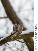 Воробьиный сыч (Glaucidium passerinum) Стоковое фото, фотограф Вячеслав Орос / Фотобанк Лори