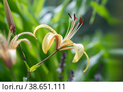 Closeup of Orange Tiger Lily Lilium lancifolium full blooming on the green garden background, Summer. Стоковое фото, фотограф Оксана Медведева / Фотобанк Лори