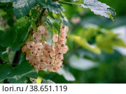 Clusters of ripe white currants Ribes niveum hang on a bush in the sunlight. Healthy food concept. Growing plants and berries in the garden. berries of white currant as a nutrition with vitamins for vegan. Стоковое фото, фотограф Оксана Медведева / Фотобанк Лори