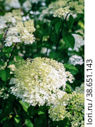 Pink-white inflorescences of paniculata hydrangea Hydrangea paniculata of the Vanille Fraise variety with a slight greenish tinge. Стоковое фото, фотограф Оксана Медведева / Фотобанк Лори