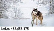 Husky dog portrait. Siberian husky with blue eyes in winter snowy park . Стоковое фото, фотограф Мария Мороз / Фотобанк Лори